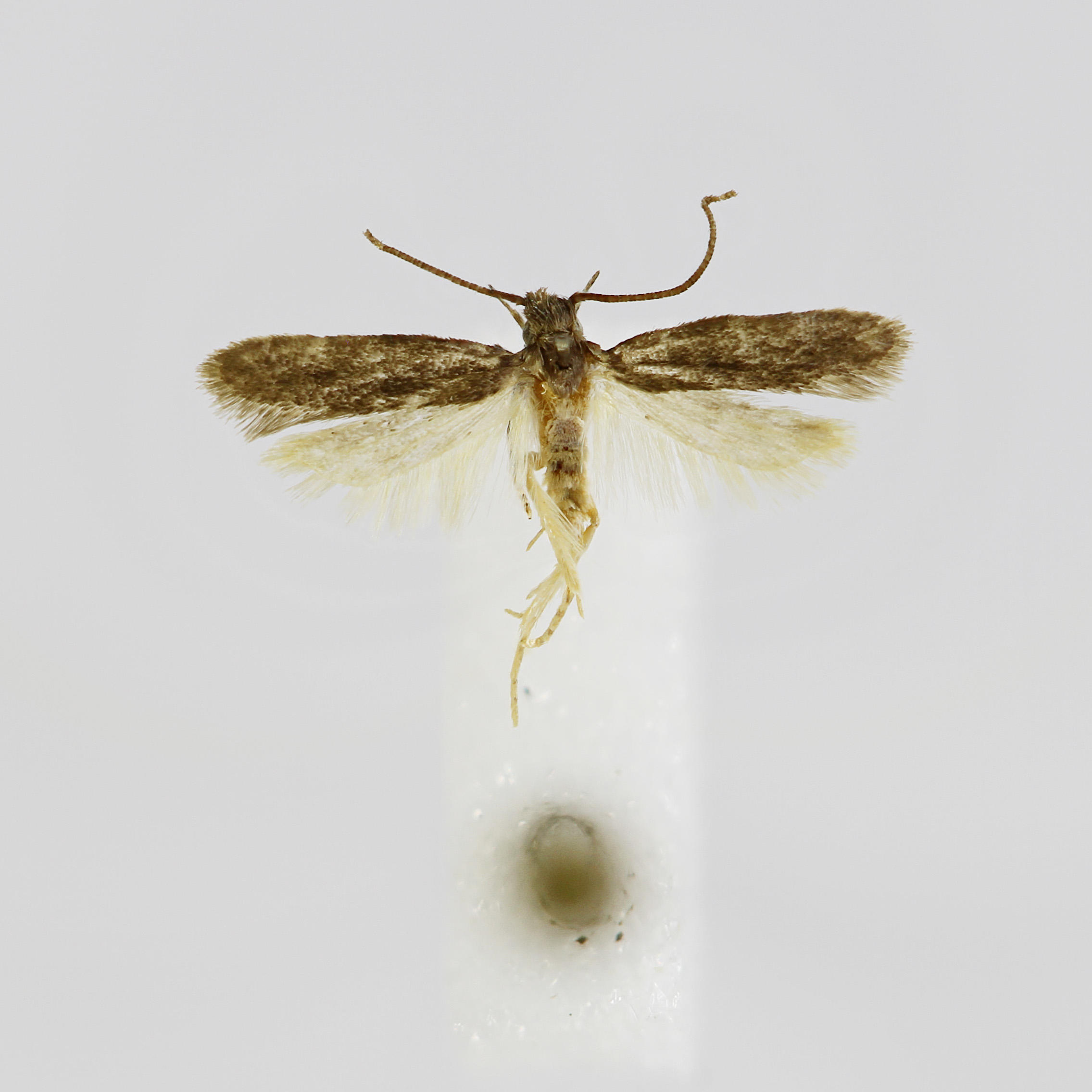 Galagete griseonana Schmitz & Landry, 2005 in the Invertebrates Collection (ICCDRS 47076). Photo: ICCDRS Collection.